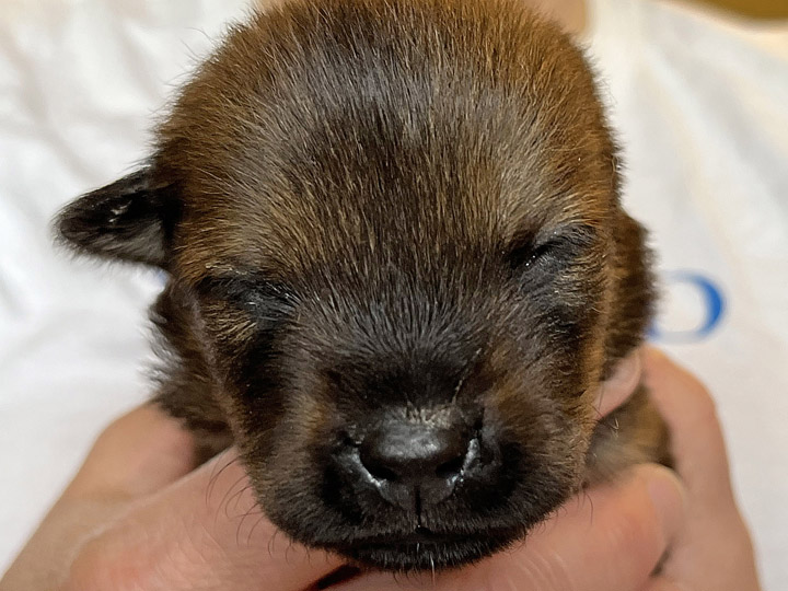 chinook puppy